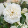 White Meidiland®>Heirloom Roses Online