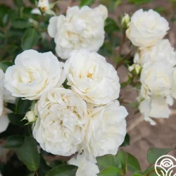 White Meidiland®><noscript><img width=