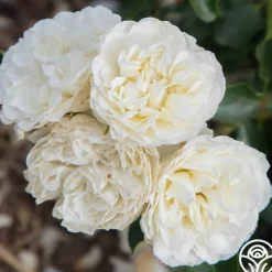 White Meidiland®><noscript><img width=
