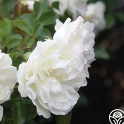 White Meidiland®><noscript><img width=