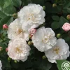 White Pet>Heirloom Roses New