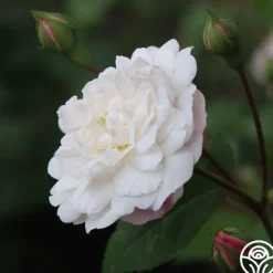 White Pet>Heirloom Roses New