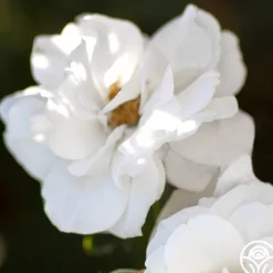 White Veranda®><noscript><img width=