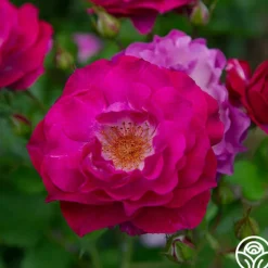 Wild Blue Yonder>Heirloom Roses Sale