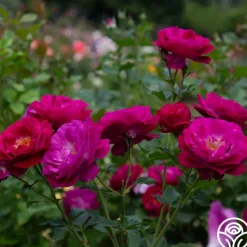 Wild Blue Yonder>Heirloom Roses Sale