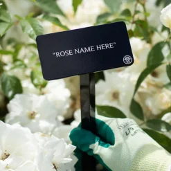 Wild Blue Yonder Stake>Heirloom Roses New