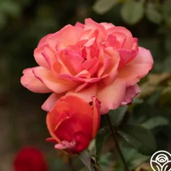Wild Ginger>Heirloom Roses Clearance