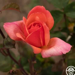 Wild Ginger><noscript><img width=