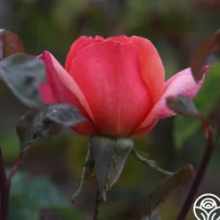 Wild Ginger><noscript><img width=