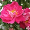 William Baffin>Heirloom Roses Hot