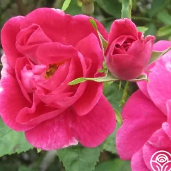 William Baffin>Heirloom Roses Hot