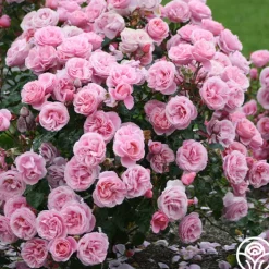 William P.J. McCarthy™>Heirloom Roses Discount
