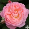 Windsor Castle Wedding™>Heirloom Roses Outlet