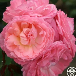 Windsor Castle Wedding™>Heirloom Roses Outlet