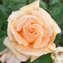 Winter Sunset>Heirloom Roses Online
