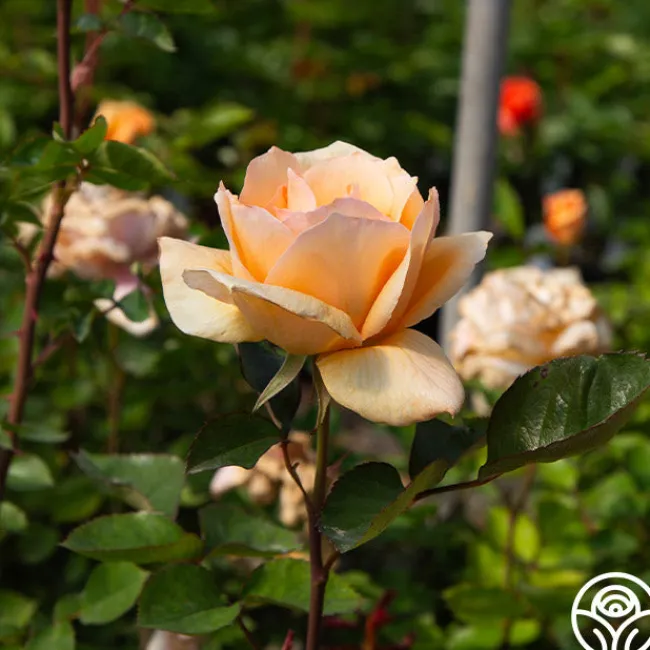 Winter Sunset>Heirloom Roses Online