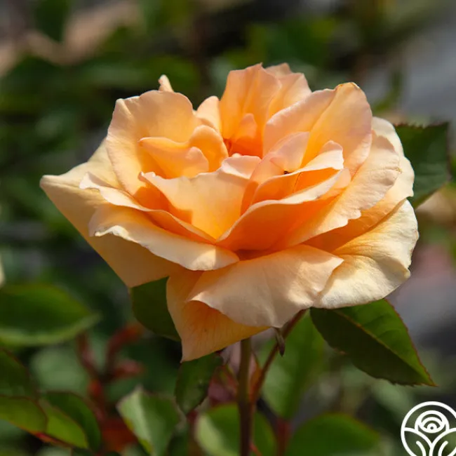 Winter Sunset>Heirloom Roses Online