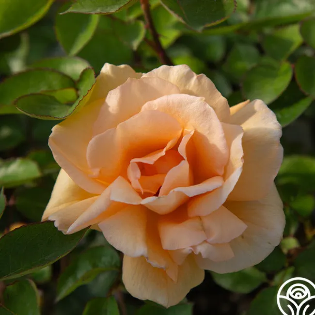 Winter Sunset>Heirloom Roses Online
