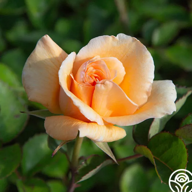 Winter Sunset>Heirloom Roses Online