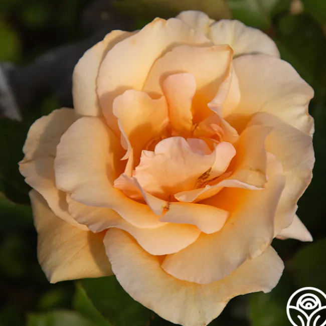 Winter Sunset>Heirloom Roses Online