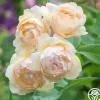 Wollerton Old Hall™>Heirloom Roses Online