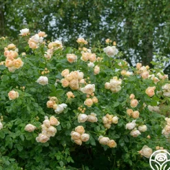 Wollerton Old Hall™><noscript><img width=