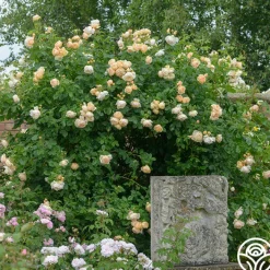 Wollerton Old Hall™><noscript><img width=