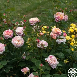 Wonderstripe™>Heirloom Roses Hot
