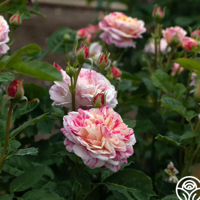 Wonderstripe™>Heirloom Roses Hot