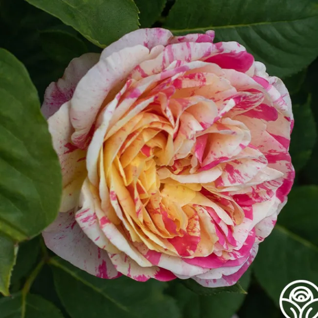 Wonderstripe™>Heirloom Roses Hot