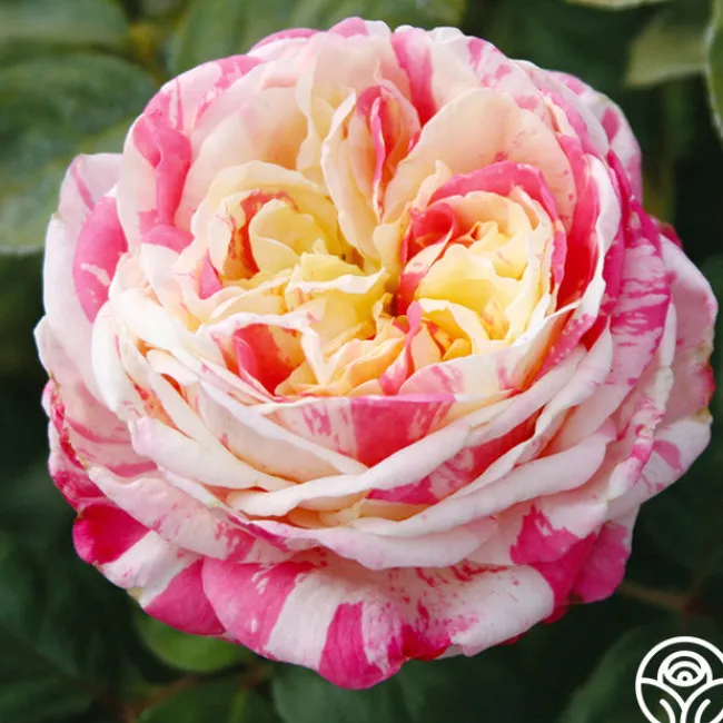 Wonderstripe™>Heirloom Roses Hot