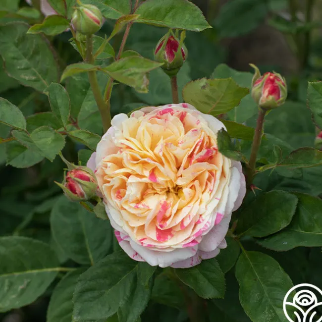 Wonderstripe™>Heirloom Roses Hot