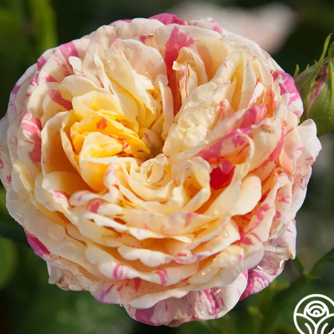 Wonderstripe™>Heirloom Roses Hot