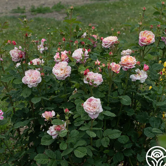 Wonderstripe™>Heirloom Roses Hot