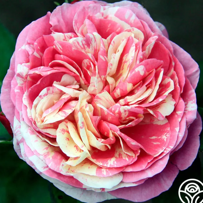 Wonderstripe™>Heirloom Roses Hot
