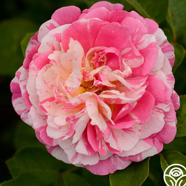 Wonderstripe™>Heirloom Roses Hot