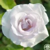 World War II Memorial Rose™>Heirloom Roses Clearance