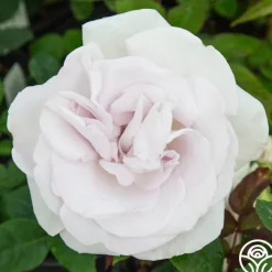 World War II Memorial Rose™>Heirloom Roses Clearance