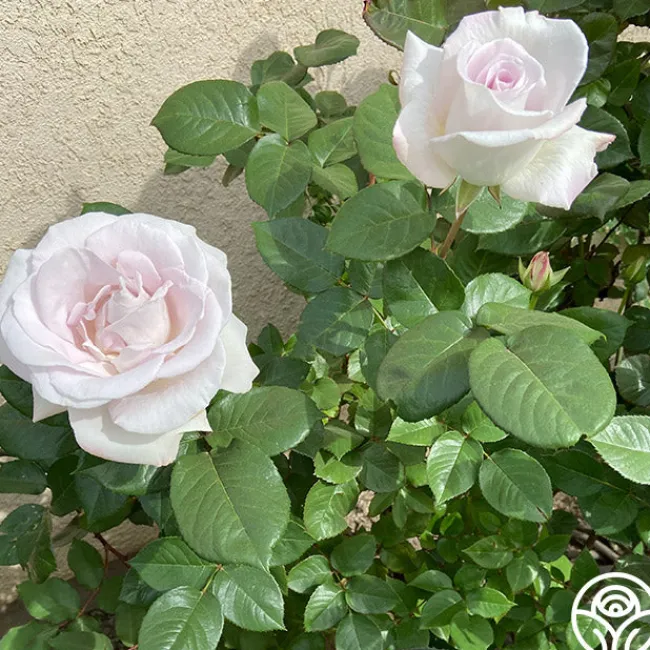 World War II Memorial Rose™>Heirloom Roses Clearance