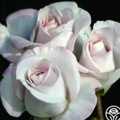 World War II Memorial Rose™><noscript><img width=
