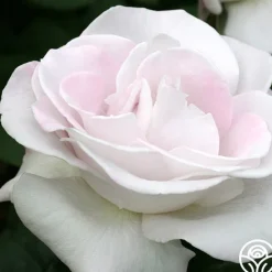 World War II Memorial Rose™><noscript><img width=