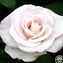 World War II Memorial Rose™><noscript><img width=