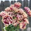 Wyndham>Heirloom Roses Online