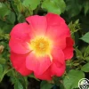 Yabba Dabba Doo>Heirloom Roses Hot