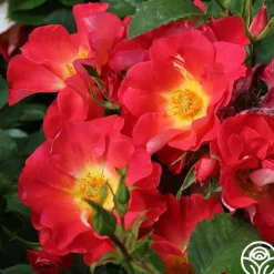 Yabba Dabba Doo>Heirloom Roses Hot