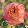 Yankee Doodle®>Heirloom Roses Clearance