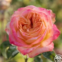 Yankee Doodle®>Heirloom Roses Clearance