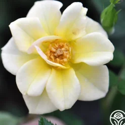 Yellow Fairy®>Heirloom Roses Sale
