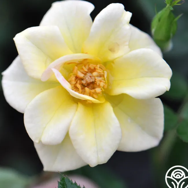 Yellow Fairy®>Heirloom Roses Sale