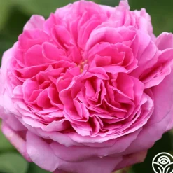 Yolande de Aragon>Heirloom Roses Discount